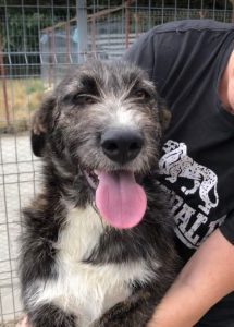 Libby a brown and white Romanian rescue dog | 1 Dog at a Time Rescue UK