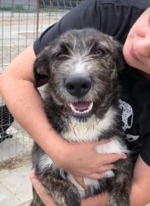 Libby a brown and white Romanian rescue dog | 1 Dog at a Time Rescue UK