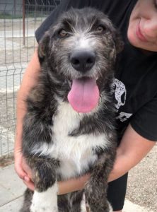 Libby a brown and white Romanian rescue dog | 1 Dog at a Time Rescue UK