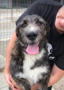 Libby a brown and white Romanian rescue dog | 1 Dog at a Time Rescue UK