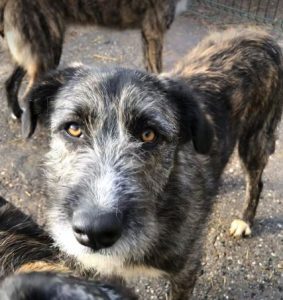 Libby a brown and white Romanian rescue dog | 1 Dog at a Time Rescue UK