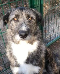 Libby a brown and white Romanian rescue dog | 1 Dog at a Time Rescue UK