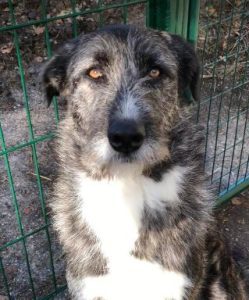 Libby a brown and white Romanian rescue dog | 1 Dog at a Time Rescue UK