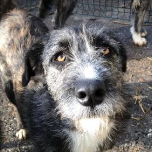 Libby a brown and white Romanian rescue dog | 1 Dog at a Time Rescue UK