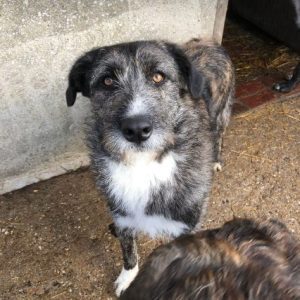 Libby a brown and white Romanian rescue dog | 1 Dog at a Time Rescue UK