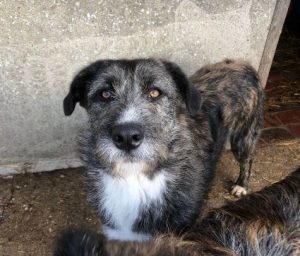 Libby a brown and white Romanian rescue dog | 1 Dog at a Time Rescue UK