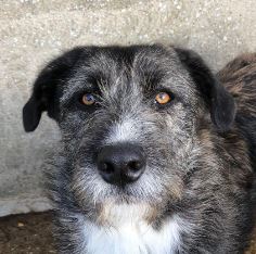 Libby a brown and white Romanian rescue dog | 1 Dog at a Time Rescue UK
