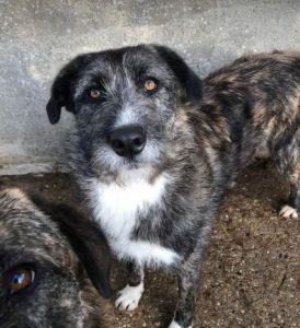 Libby a brown and white Romanian rescue dog | 1 Dog at a Time Rescue UK
