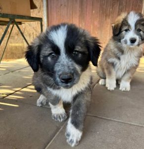 Madison a grey and white romanian rescue dog | 1 dog at a time rescue uk