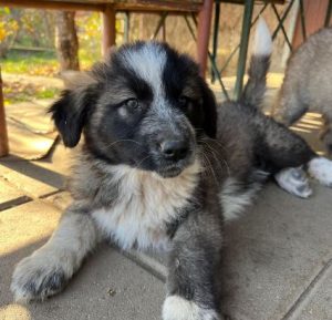 Madison a grey and white romanian rescue dog | 1 dog at a time rescue uk