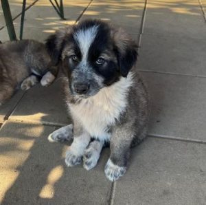 Madison a grey and white romanian rescue dog | 1 dog at a time rescue uk