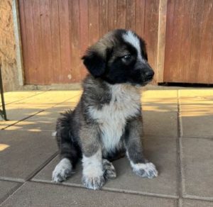 Madison a grey and white romanian rescue dog | 1 dog at a time rescue uk