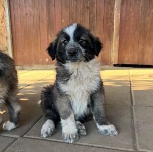 Madison a grey and white romanian rescue dog | 1 dog at a time rescue uk