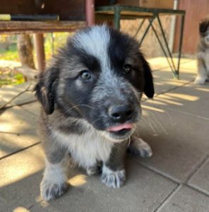 Madison a grey and white romanian rescue dog | 1 dog at a time rescue uk