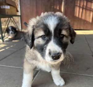 Marina a grey and white romanian rescue dog | 1 dog at a time rescue uk