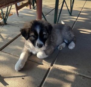 Marina a grey and white romanian rescue dog | 1 dog at a time rescue uk