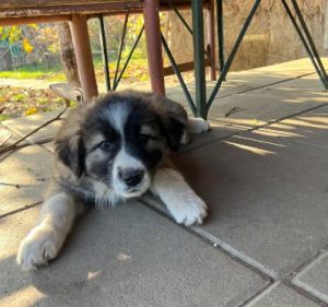 Marina a grey and white romanian rescue dog | 1 dog at a time rescue uk