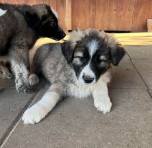 Marina a grey and white romanian rescue dog | 1 dog at a time rescue uk