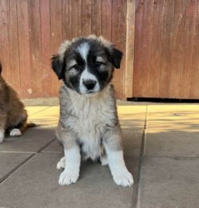 Marina a grey and white romanian rescue dog | 1 dog at a time rescue uk