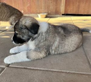 Marina a grey and white romanian rescue dog | 1 dog at a time rescue uk