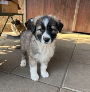 Marina a grey and white romanian rescue dog | 1 dog at a time rescue uk