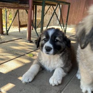 Marina a grey and white romanian rescue dog | 1 dog at a time rescue uk