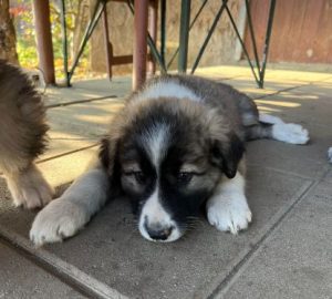 Marina a grey and white romanian rescue dog | 1 dog at a time rescue uk