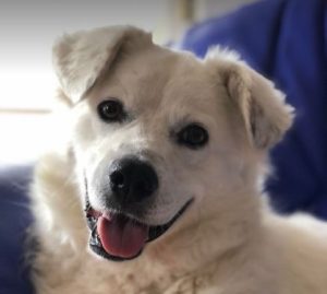 Mikkia a white rescue dog | 1 dog at a time rescue UK