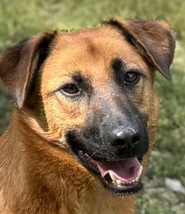 Misha a brown rescue dog 4_1 dog at a time rescue UK Misha a black and tan Romanian rescue dog | 1 Dog at a Time Rescue UK