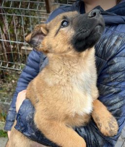 Miska a black and tan Romanian rescue dog | 1 Dog at a Time Rescue UK