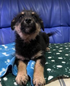 Misty a black and tan Romanian rescue dog | 1 Dog at a Time Rescue UK