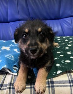 Misty a black and tan Romanian rescue dog | 1 Dog at a Time Rescue UK