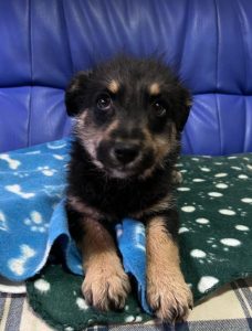 Misty a black and tan Romanian rescue dog | 1 Dog at a Time Rescue UK