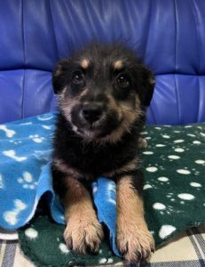 Misty a black and tan Romanian rescue dog | 1 Dog at a Time Rescue UK