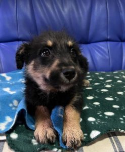 Misty a black and tan Romanian rescue dog | 1 Dog at a Time Rescue UK