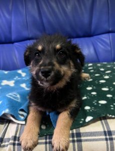 Misty a black and tan Romanian rescue dog | 1 Dog at a Time Rescue UK