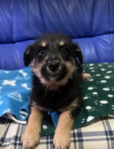 Misty a black and tan Romanian rescue dog | 1 Dog at a Time Rescue UK