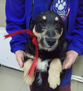 Misty a black and tan Romanian rescue dog | 1 Dog at a Time Rescue UK