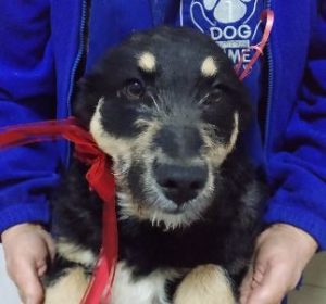 Misty a black and tan Romanian rescue dog | 1 Dog at a Time Rescue UK