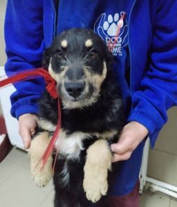 Misty a black and tan Romanian rescue dog | 1 Dog at a Time Rescue UK