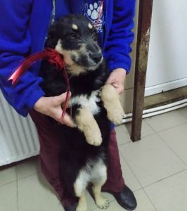 Misty a black and tan Romanian rescue dog | 1 Dog at a Time Rescue UK