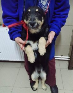 Misty a black and tan Romanian rescue dog | 1 Dog at a Time Rescue UK