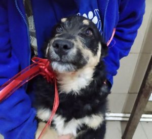 Misty a black and tan Romanian rescue dog | 1 Dog at a Time Rescue UK