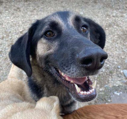 Mitchell a black and brown rescue dog 2_1 dog at a time rescue UK Mitchell a black and tan Romanian rescue dog | 1 Dog at a Time Rescue UK