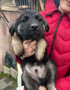 Mitchell a black and tan Romanian rescue dog | 1 Dog at a Time Rescue UK