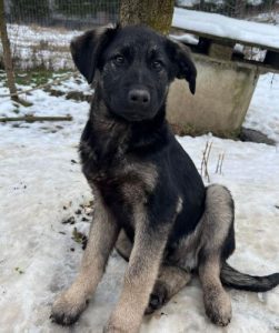 Mitchell a black and tan Romanian rescue dog | 1 Dog at a Time Rescue UK