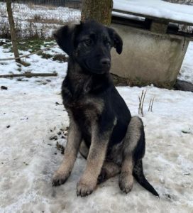 Mitchell a black and tan Romanian rescue dog | 1 Dog at a Time Rescue UK