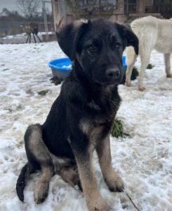 Mitchell a black and tan Romanian rescue dog | 1 Dog at a Time Rescue UK