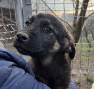 Mitchell a black and tan Romanian rescue dog | 1 Dog at a Time Rescue UK