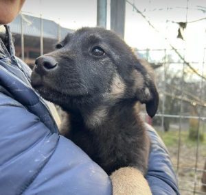 Mitchell a black and tan Romanian rescue dog | 1 Dog at a Time Rescue UK